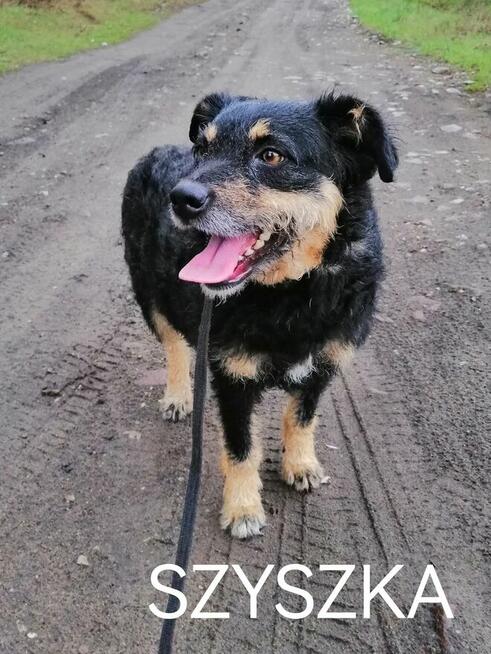 Psy ze schroniska BAROS w Suchedniowie polecają się do adopc