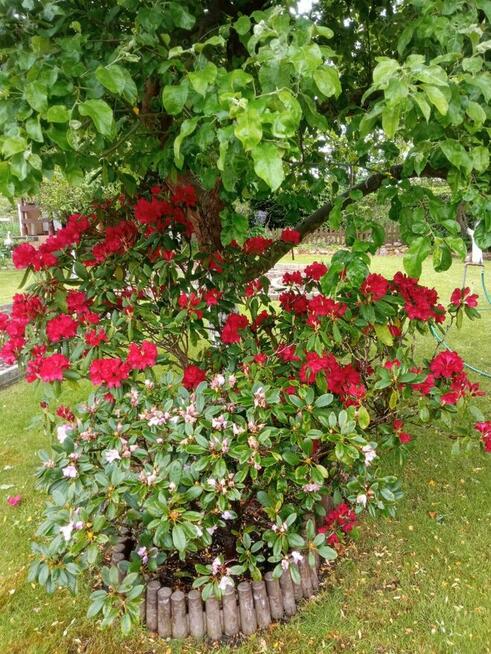 Działka rekreacyjna