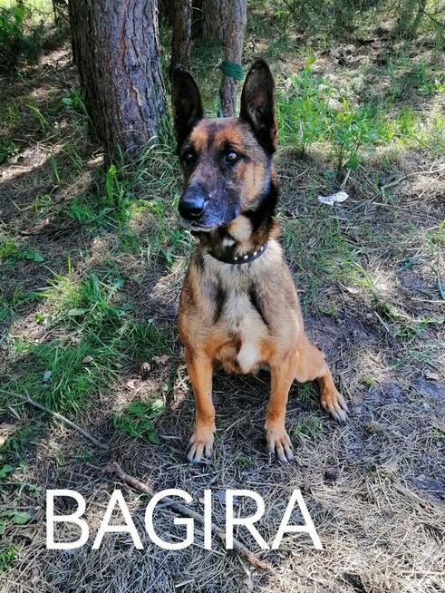 Psy ze schroniska BAROS w Suchedniowie polecają się do adopc