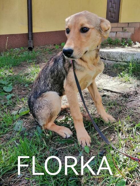 Psy ze schroniska BAROS w Suchedniowie polecają się do adopc