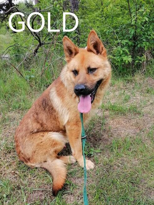 Psy ze schroniska BAROS w Suchedniowie polecają się do adopc