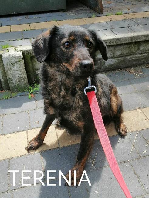 Psy ze schroniska BAROS w Suchedniowie polecają się do adopc