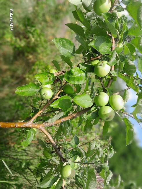 Ogródek 430m2 na Tarnogaju ROD ul Ziębicka Sprzedam 33tys.