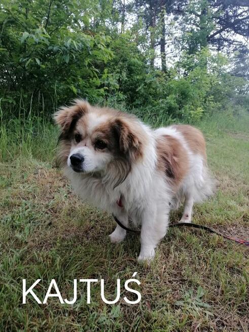 Psy ze schroniska BAROS w Suchedniowie polecają się do adopc