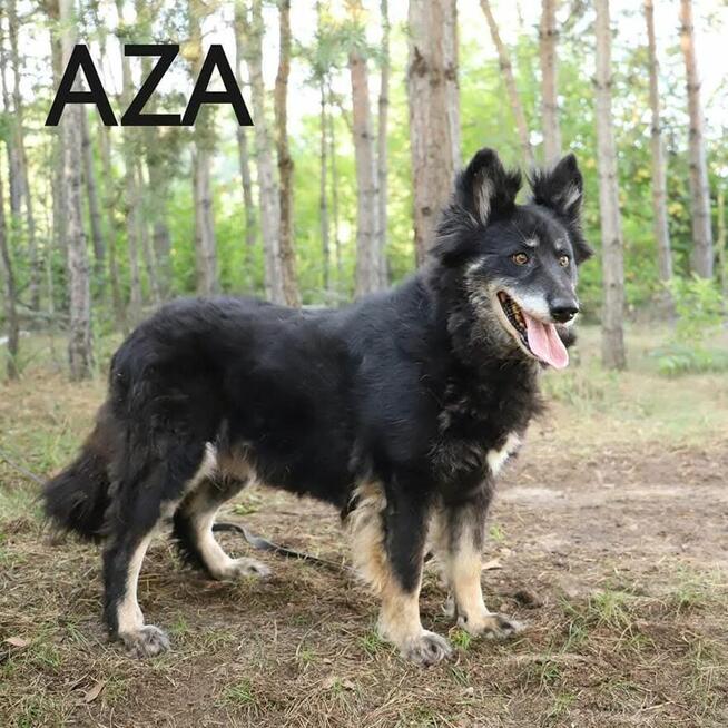 Psy ze schroniska BAROS w Suchedniowie polecają się do adopc