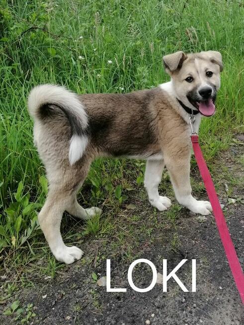 LOKI młody radosny szczeniak szuka domu
