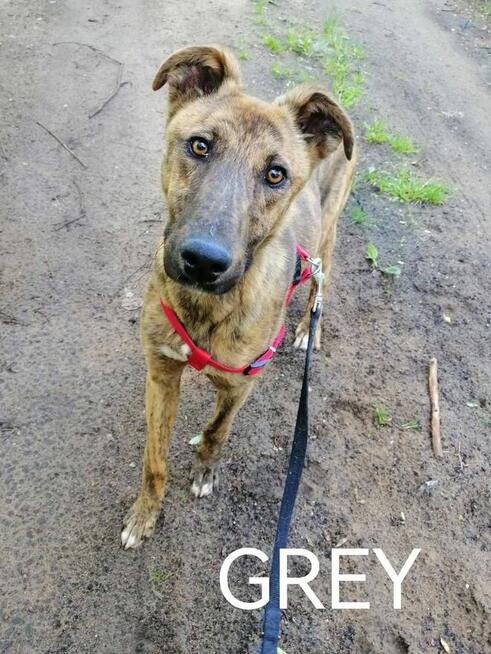 Psy ze schroniska BAROS w Suchedniowie polecają się do adopc