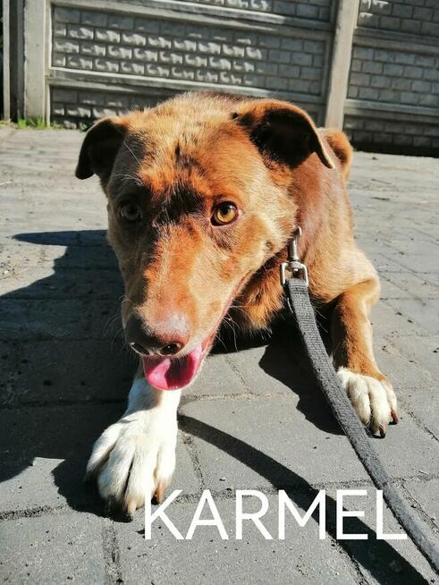 Psy ze schroniska BAROS w Suchedniowie polecają się do adopc