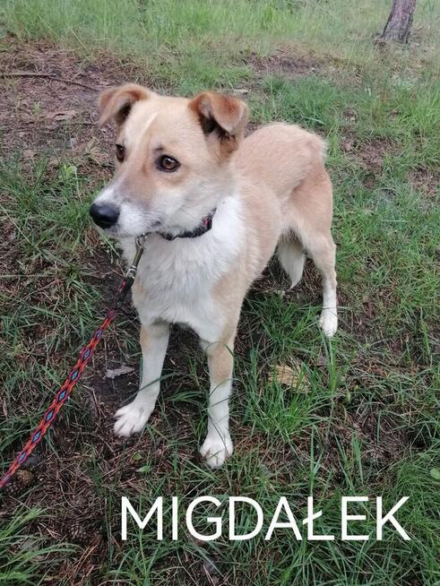 Psy ze schroniska BAROS w Suchedniowie polecają się do adopc