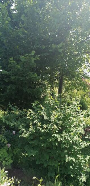 Działka ROD Jarzębina Altana murowana dwukondygnacyjna, wędz