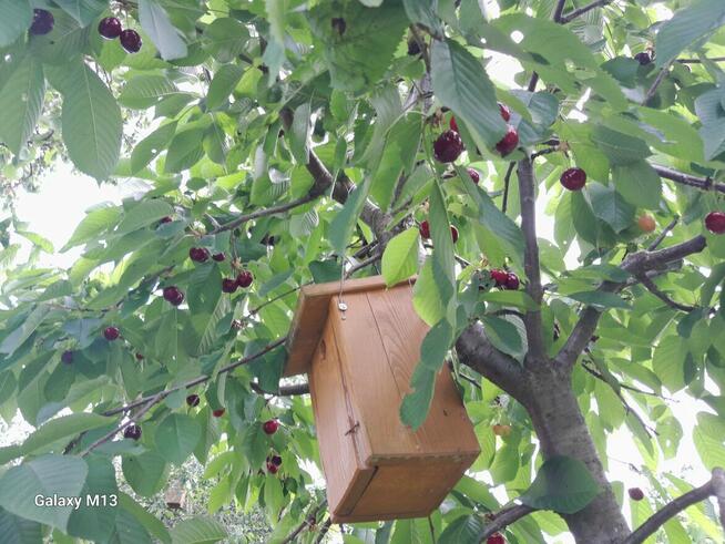 Ogródek 430m2 na Tarnogaju ROD ul Ziębicka Sprzedam 33tys.