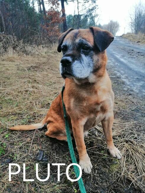 Psy ze schroniska BAROS w Suchedniowie polecają się do adopc