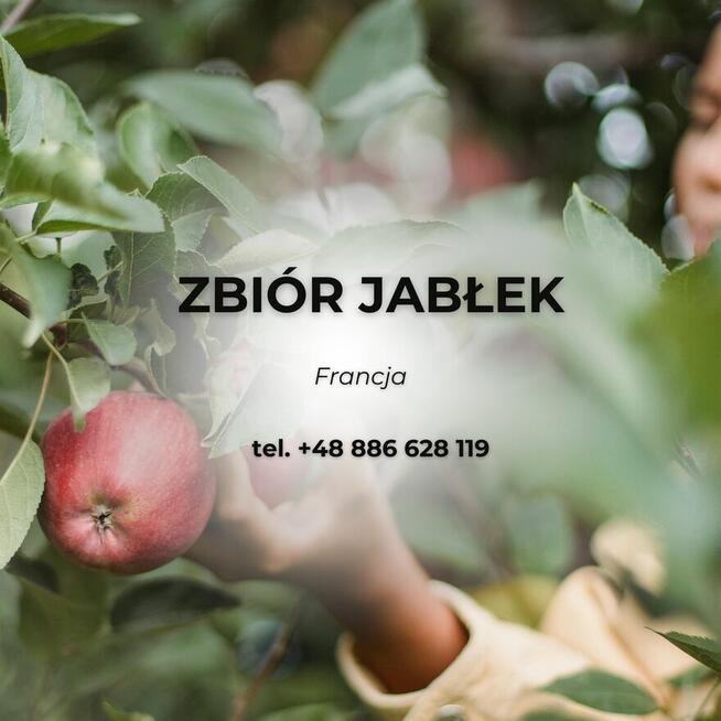 ZBIÓR JABŁEK - FRANCJA- OKOLICE ANCENIS