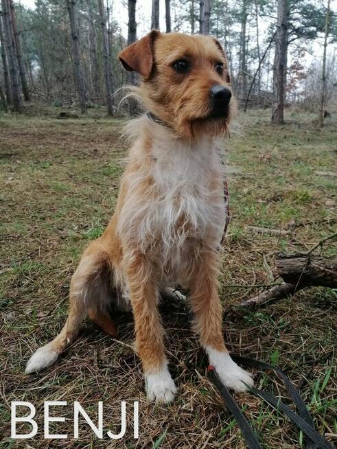 Psy ze schroniska BAROS w Suchedniowie polecają się do adopc