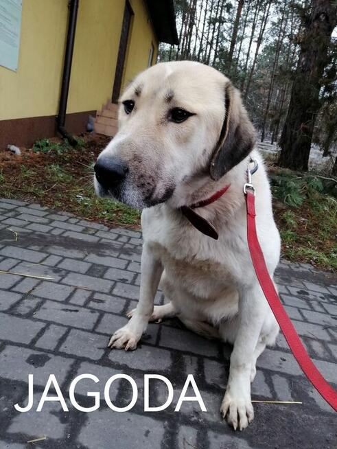 Psy ze schroniska BAROS w Suchedniowie polecają się do adopc