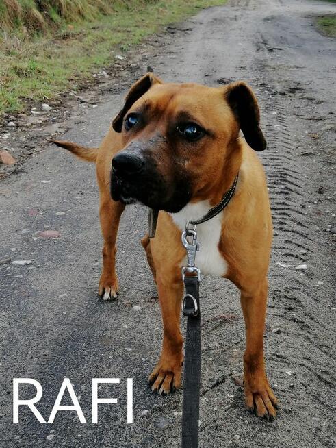 Psy ze schroniska BAROS w Suchedniowie polecają się do adopc