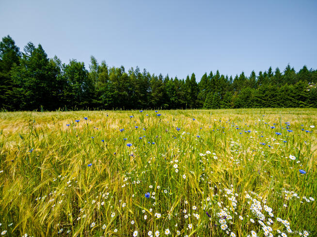 Na sprzedaż: działka 79 arów- Domosławice