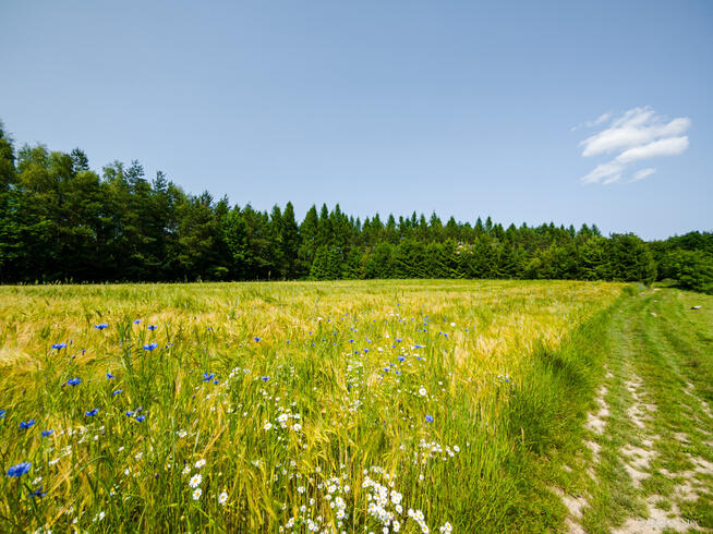 Na sprzedaż: działka 79 arów- Domosławice