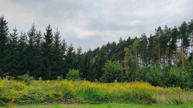 Działka budowlana Wiązowna