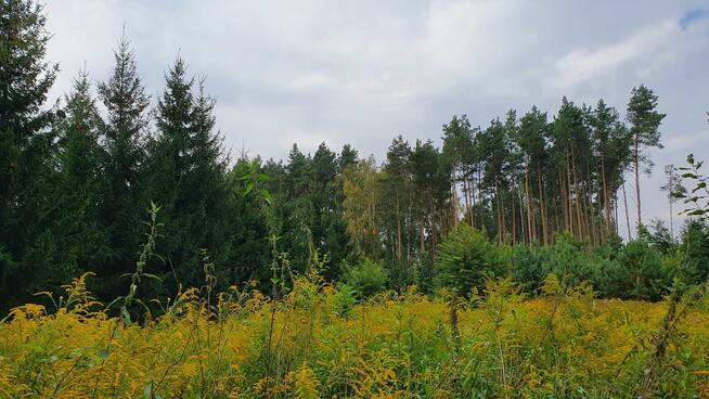 Działka budowlana Wiązowna