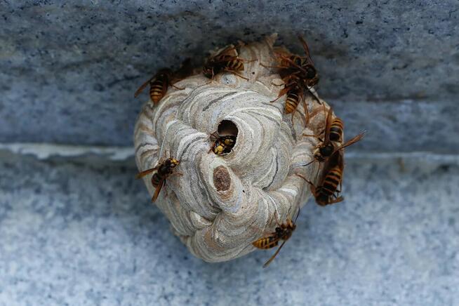 Zwalczanie Insektów