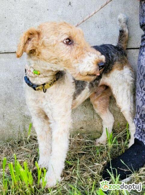 PAGO – foxterrier szorstkowłosy szuka domu