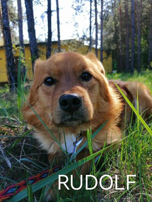 Psy ze schroniska BAROS w Suchedniowie woj świętokrzyskie po