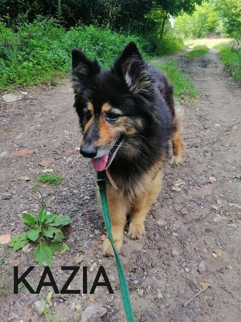 Psy ze schroniska BAROS w Suchedniowie polecają się do adopc