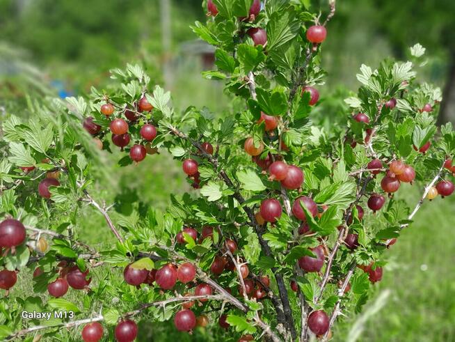 Ogródek 430m2 na Tarnogaju ROD ul Ziębicka Sprzedam 33tys.