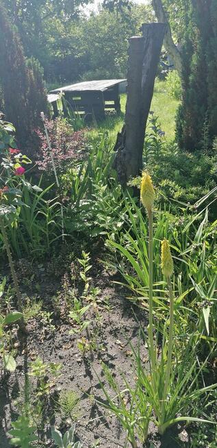 Działka ROD Jarzębina Altana murowana dwukondygnacyjna, wędz