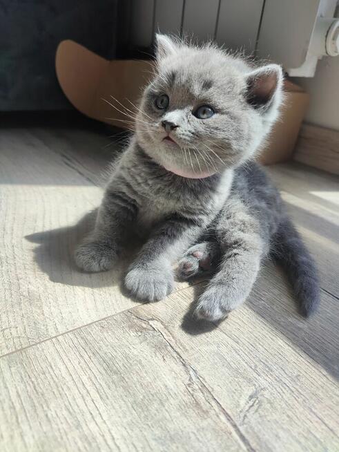 Koty brytyjskie niebieskie krótkowłose