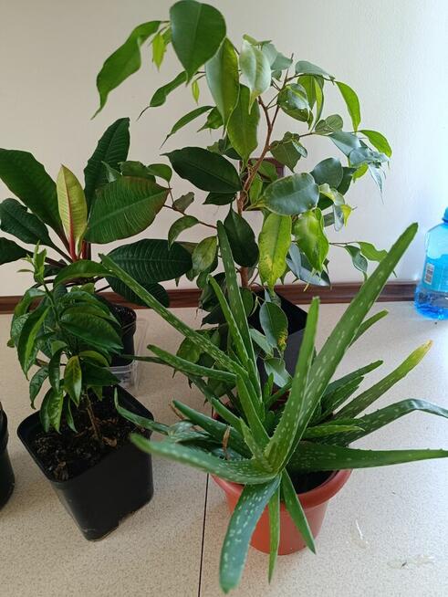 Rośliny doniczkowe mix