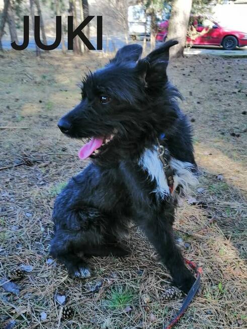 Psy ze schroniska BAROS w Suchedniowie polecają się do adopc