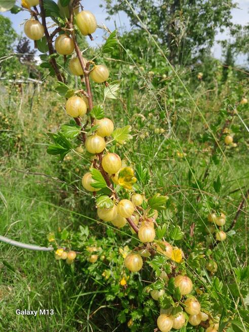 Ogródek 430m2 na Tarnogaju ROD ul Ziębicka Sprzedam 33tys.