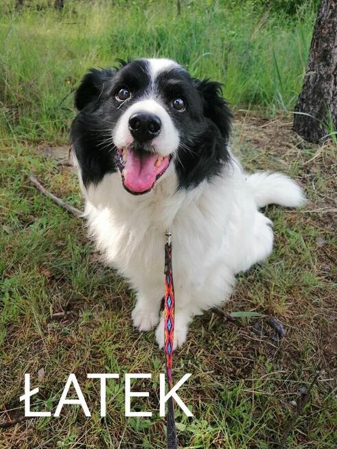 Psy ze schroniska BAROS w Suchedniowie polecają się do adopc