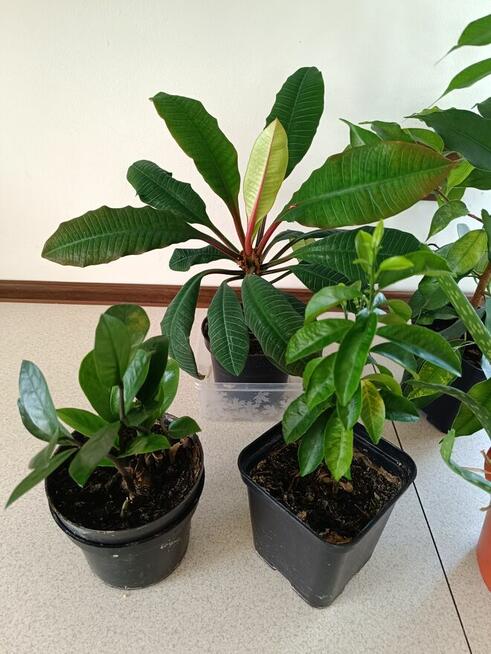 Rośliny doniczkowe mix