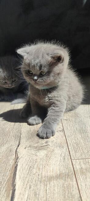 Koty brytyjskie niebieskie krótkowłose