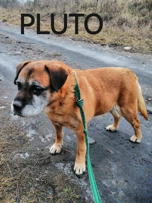 Psy ze schroniska BAROS w Suchedniowie polecają się do adopc