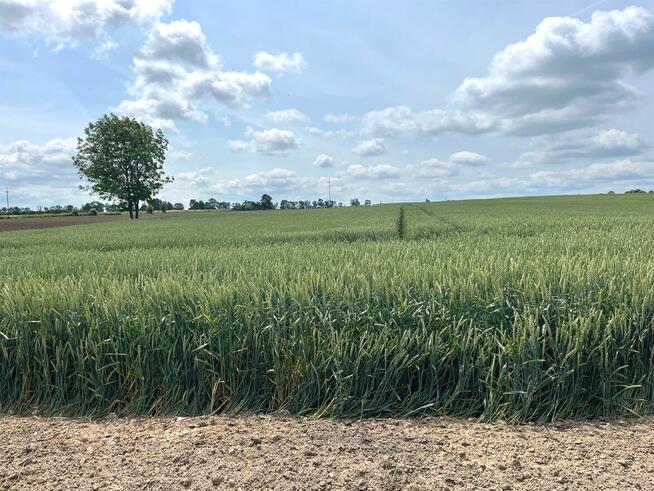 Działka budowlana Nowa Wieś, Rudunki, gm. Aleksandrów Kuj.