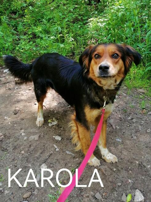 Psy ze schroniska BAROS w Suchedniowie polecają się do adopc