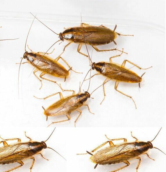 Zwalczanie Insektów