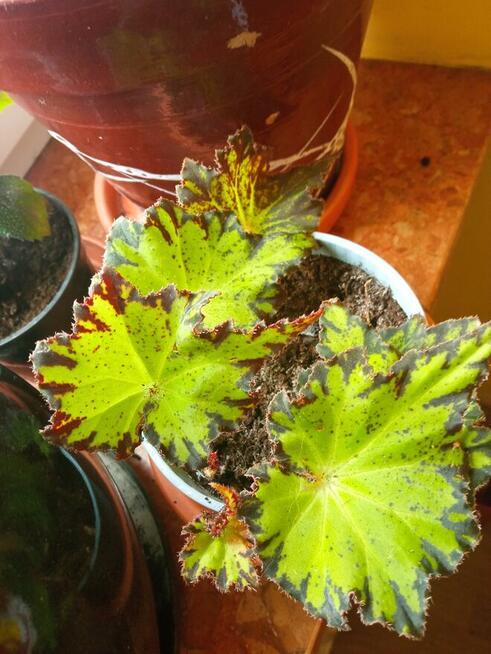 Aloesy kolekcjonerskie i ...