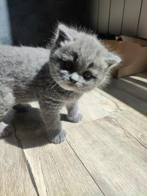 Koty brytyjskie niebieskie krótkowłose