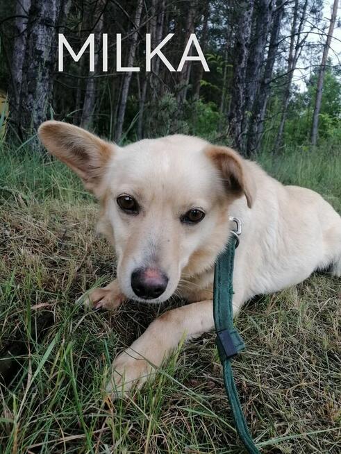 Psy ze schroniska BAROS w Suchedniowie polecają się do adopc