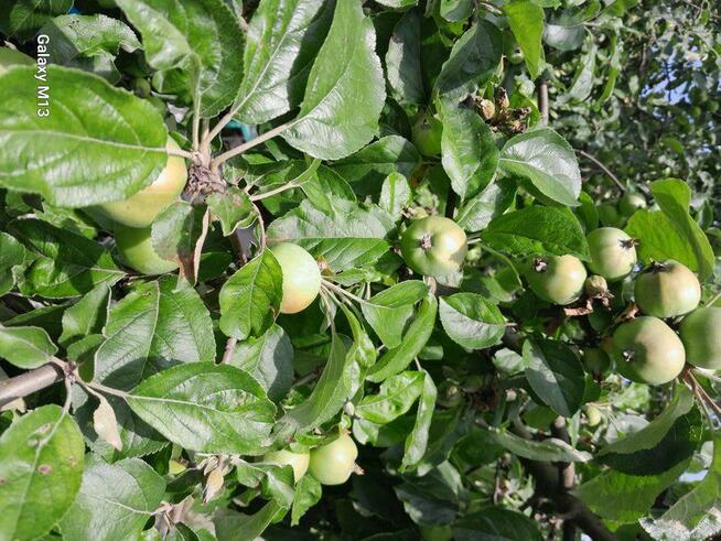 Ogródek 430m2 na Tarnogaju ROD ul Ziębicka Sprzedam 33tys.