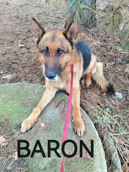 Psy ze schroniska BAROS w Suchedniowie polecają się do adopc