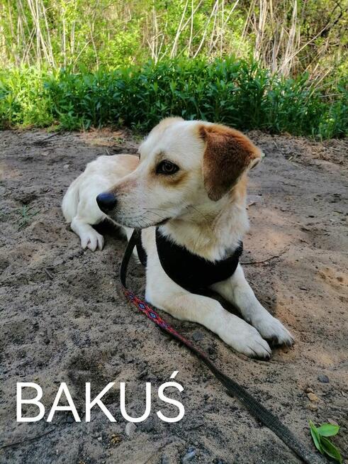 Psy ze schroniska BAROS w Suchedniowie polecają się do adopc