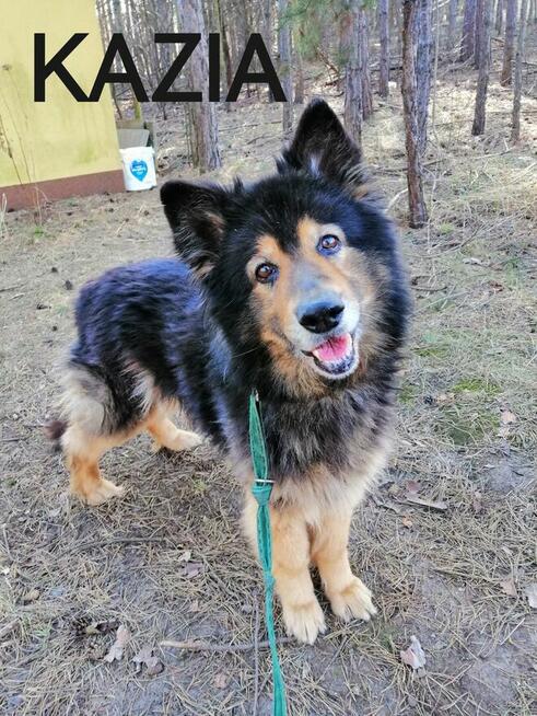 Psy ze schroniska BAROS w Suchedniowie polecają się do adopc