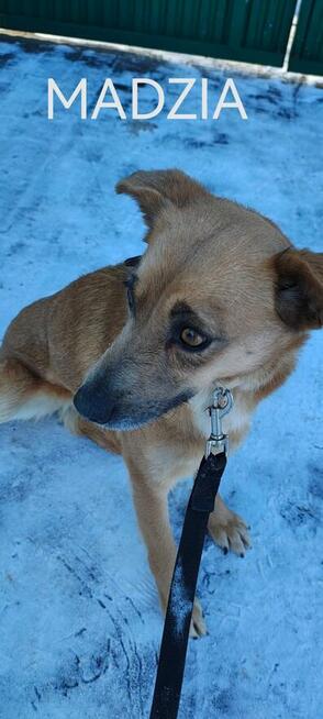 Psy ze schroniska BAROS w Suchedniowie polecają się do adopc