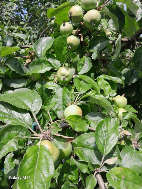 Ogródek 430m2 na Tarnogaju ROD ul Ziębicka Sprzedam 33tys.